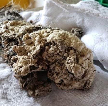 Teenagers find “frozen” creature stuck under car, rushes it to the vet who can’t believe her eyes… Check comments: