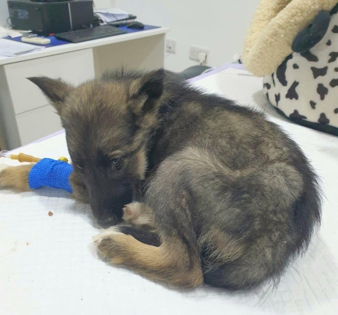 Vet gives puppy death sentence, reaches for needle – then boss takes look at her paws and shouts out… Check comments