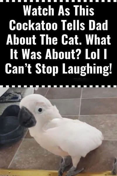 (VIDEO)Watch As This Cockatoo Tells Dad About The Cat. What It Was About? Lol I Can’t Stop Laughing