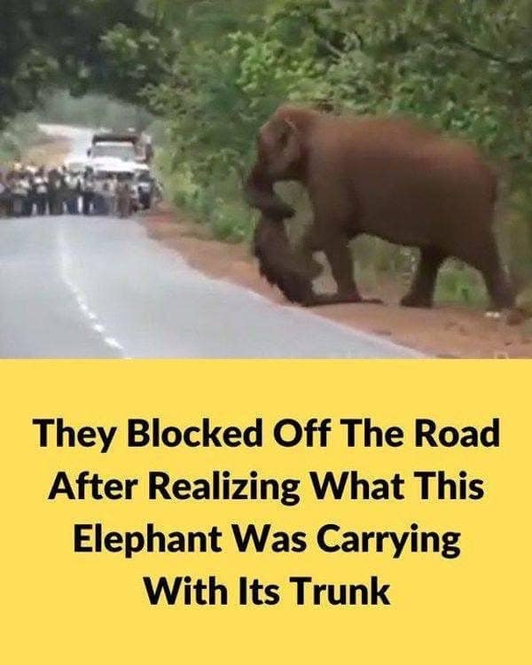 They Blocked Off The Road After Realizing What This Elephant Was Carrying With Its Trunk Check Comments