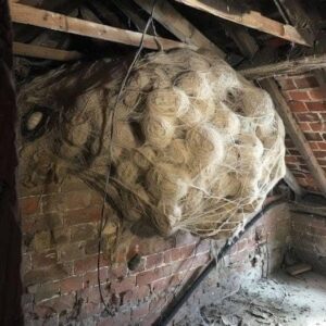 Man Discovers Mysterious Nest in Attic – Shocked to Find What’s Hidden Inside
