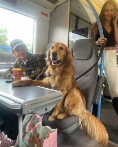I took the train to clear my head and sat across from a dog that knew too much