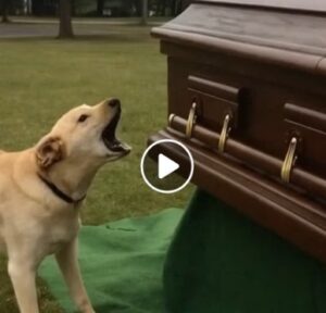At a funeral, a dog repeatedly barks at the coffin, causing the suspicious son to open it, only to discover it was empty.