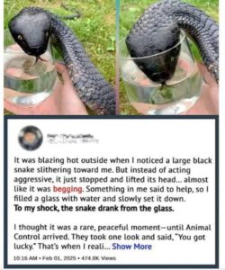 Jake’s Mysterious Encounter with the Snake: A Day at the Lake That Took a Surprising Turn