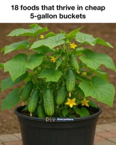 7 foods that thrive in cheap 5-gallon buckets
