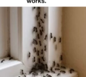 My Nana’s 5-Minute Trick to Keep Ants Away Naturally — No Chemicals, No Fuss