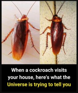 Did you know that if these appear at your doorstep, it’s a SIGN that…