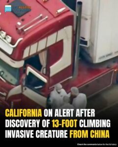 California On High Alert After Invasive Crab Capable Of Scaling 13-Foot Walls Discovered