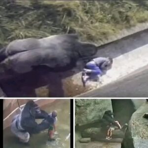 The boy who fell into a gorilla’s cage… and was saved by it