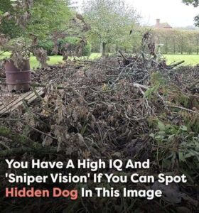 Can you spot the hidden dog? Only those with ‘sniper vision’ can find it