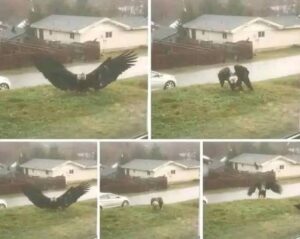 Giant Eagle captured in Bro…