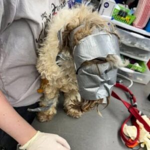 This poor dog was found in a dumpster completely wrapped in duct tape: the rescuers said they had “never seen anything like it”  But the poor soul soon got good news… check the comments to read the full story: