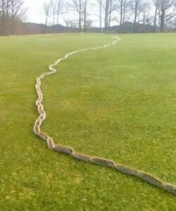 I saw something strange in the grass and thought it was just a rope