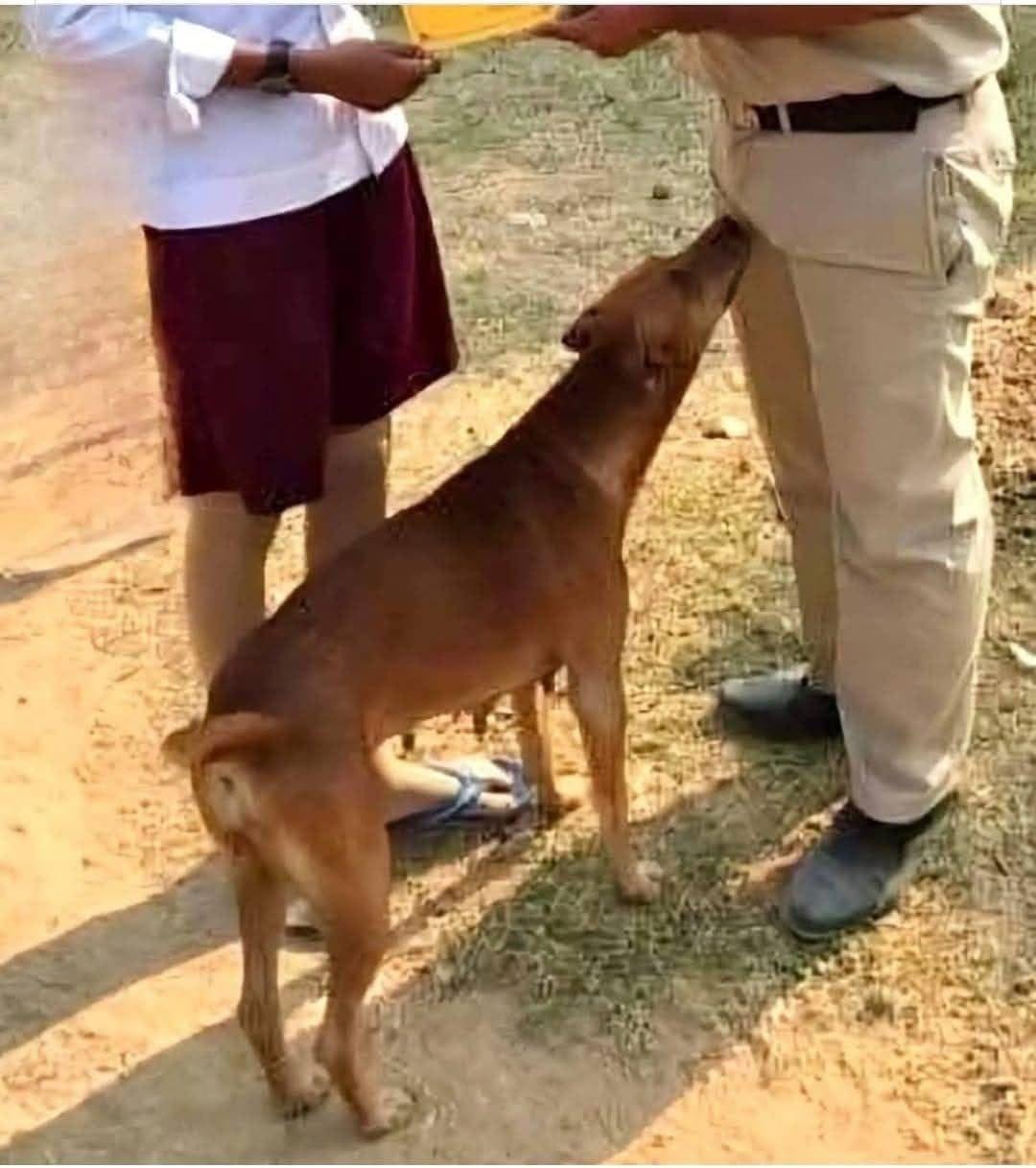 If11 your dog is sniffing your genital area, it means you have…see more