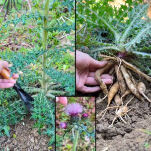 Bull Thistle (Cirsium vulgare): A Wild Plant with Surprising Benefits