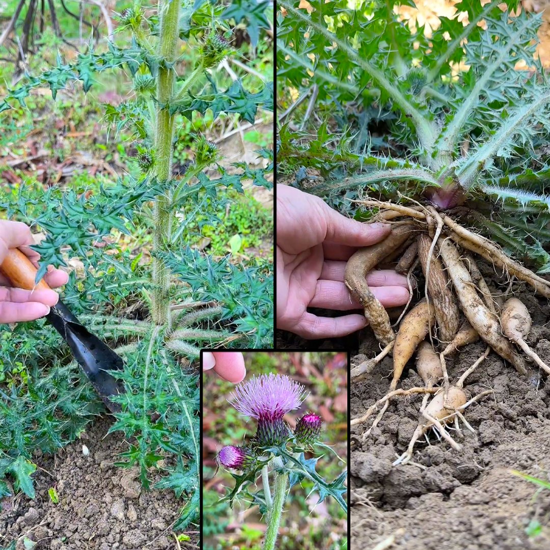 Bull Thistle (Cirsium vulgare): A Wild Plant with Surprising Benefits