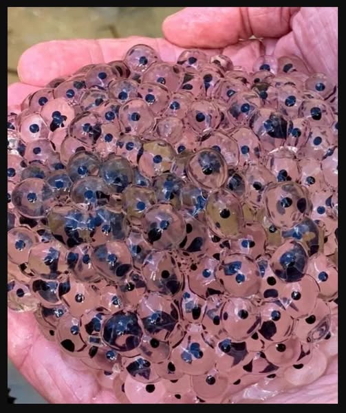 Farmer discovers strange eggs in his field – experts offer surprising explanation