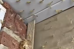 Had a Praying Mantis nest hatch by my front door!