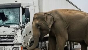 Driver Hits Baby Elephant — What the Mother Did Next Shocked the World