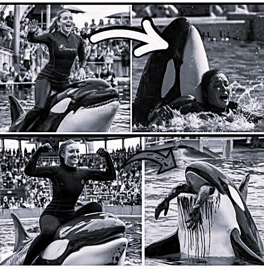 Coach Orca is Destroy by this thing while … see more