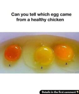 6 Ways to Identify Eggs Laid by Healthy Chickens and Ensure Top Quality