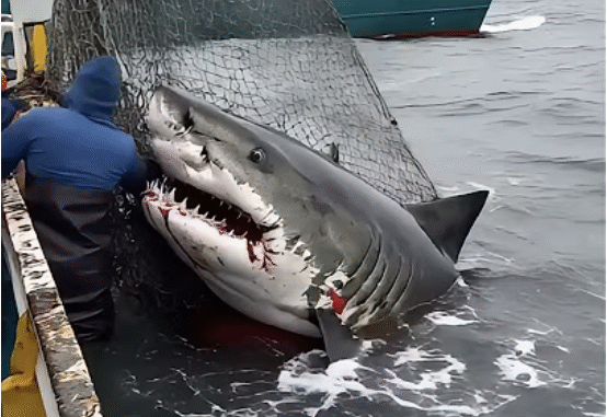 They Tried to Rescue the Shark… But Seconds Later, It Did the Unthinkable.