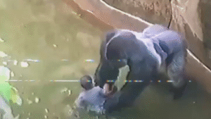 Experts Weigh In On Harambe’s Last Moments