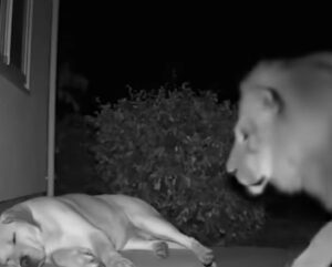 A Lion Entered Their Yard and Approached Their Dog — What Happened Next Shocked Everyone