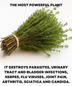 THE MOST POTENT HERB THAT DESTROYS PARASITES, URINARY TRACT