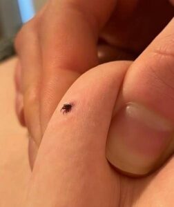 Can anyone tell if this is a tick or not? I also found two of these in my house living room where I have a dog. Is my house infested?