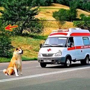 he dog blocked the ambulance road when medics came out, shocked by what they saw…
