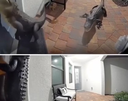 Florida Family Surprised as Two Alligators Approach Their Front Door — Caught on Camera