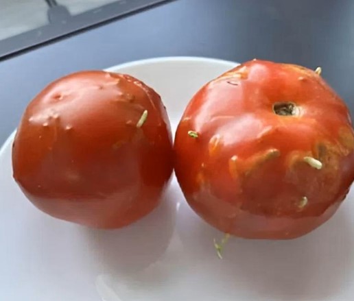 A Surprising Discovery in the Kitchen: The Tale of Imperfect Tomatoes