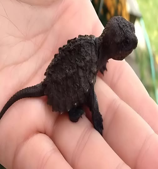 During a walk, the young girl came across something very strange: a small black creature was lying in the grass. At first, she thought it was just an ordinary lizard and that it wouldn’t hurt to take it to the vet. But when the vet saw the strange animal, he turned pale and said sharply: — Do not touch it again under any circumstances! What was it? Details in the first comment