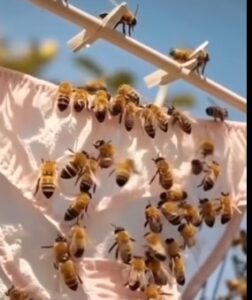 Why Bees Might Be Attracted to Clothes Hung Outdoors