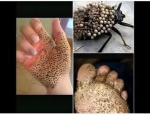 HT7. If You See One Of These In Your Home, Don’t Touch It – Just Run