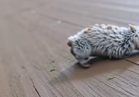 Mysterious Furry Creature Found on Park Bench Amazes Onlookers