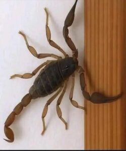 Spiritual meaning of scorpions. What messages do they give us?