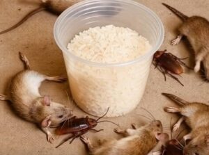 Natural Ways to Keep Rats and Cockroaches Away Using Rice