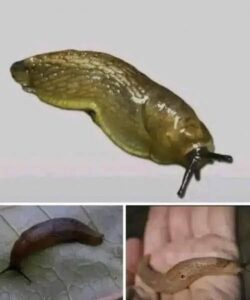 When a slug visits your house, it means you have…
