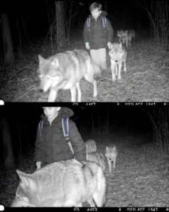 The Incredible True Story of a Lost Boy and His Wolf Protectors