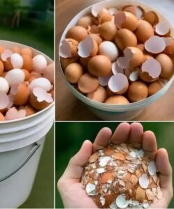 Don’t Toss Those Eggshells: 17 Ways to Reuse Them