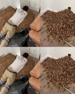 A man smells a strong smell in his house, when he finds out that he opens the wall he finds!?