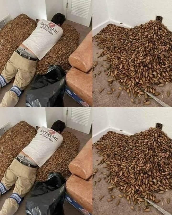 A man smells a strong smell in his house, when he finds out that he opens the wall he finds!?