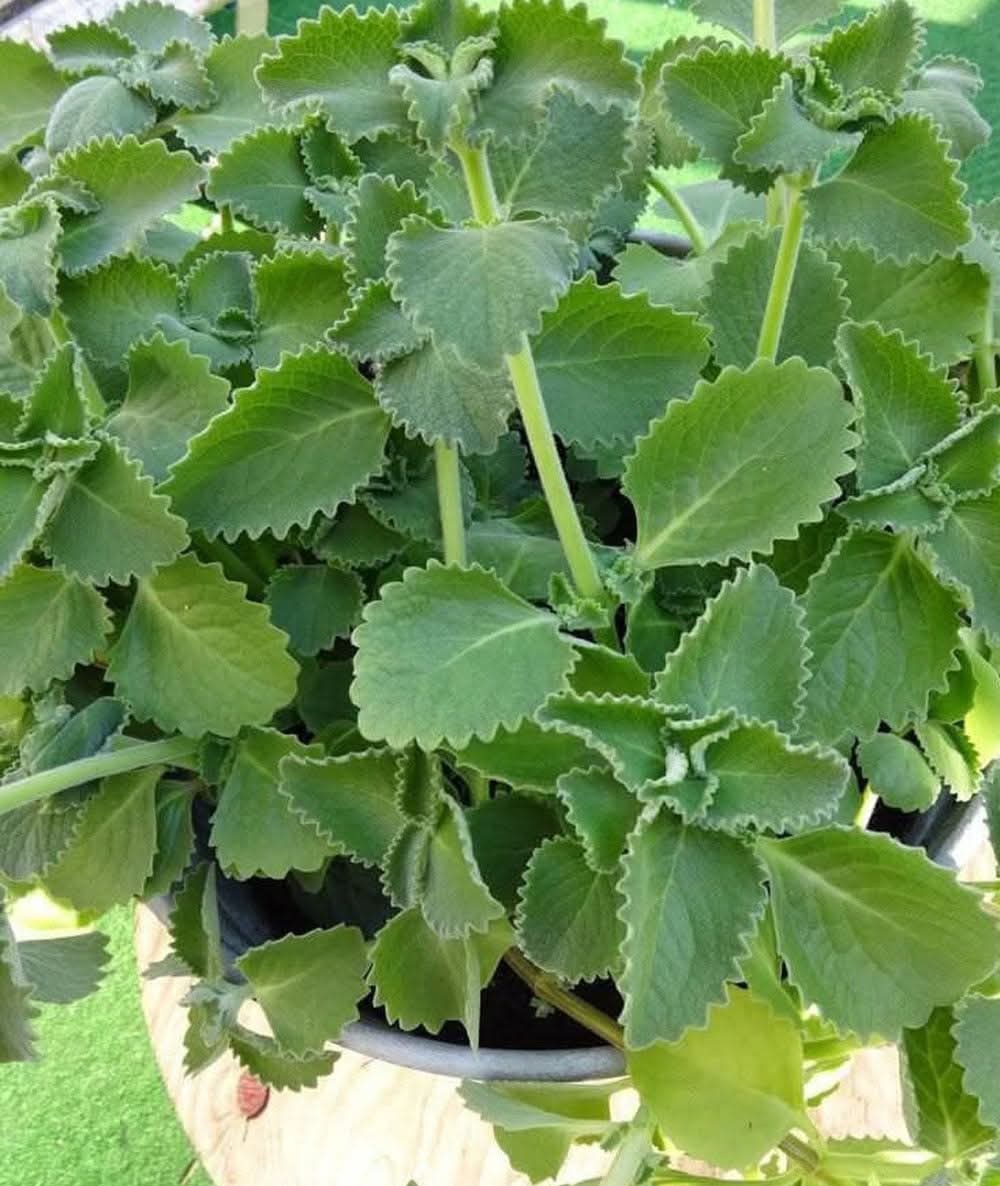 A Scientific Look at Oregano’s Role in Supporting Wellness